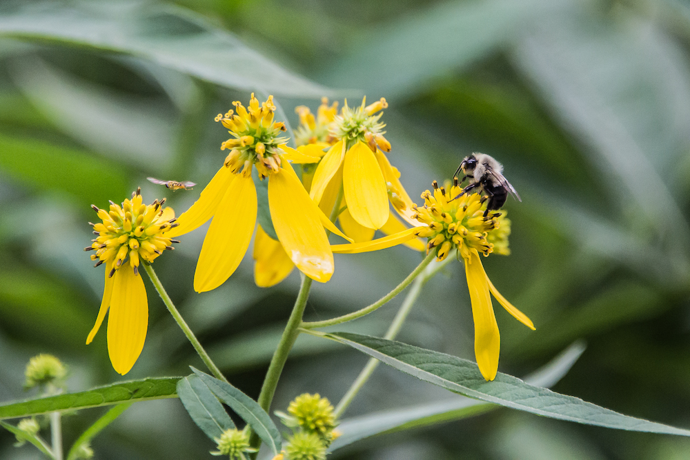 Anthroposophic Medical Associates